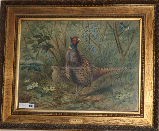 E. Neale Pheasants in woodland 17 x 22.75in.